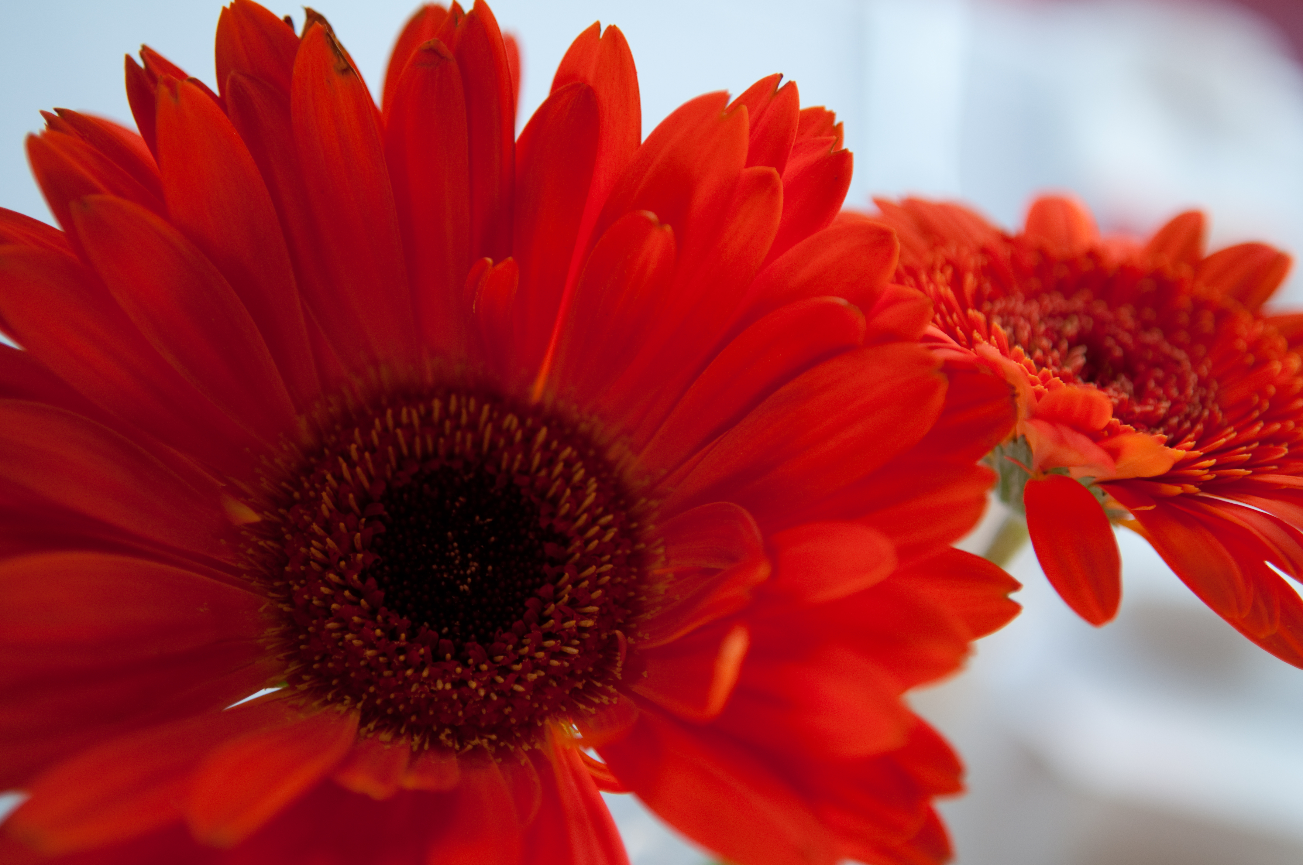 bouquet of flowers